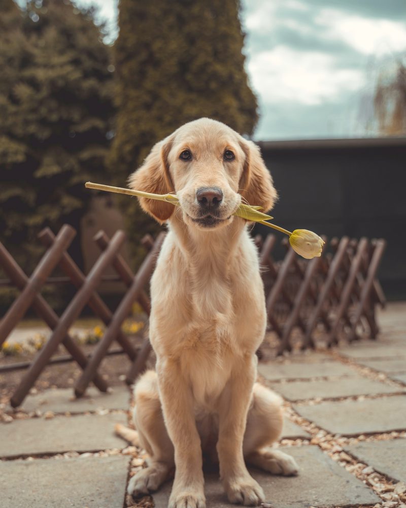 A golden retriever puppy, calm and attentive